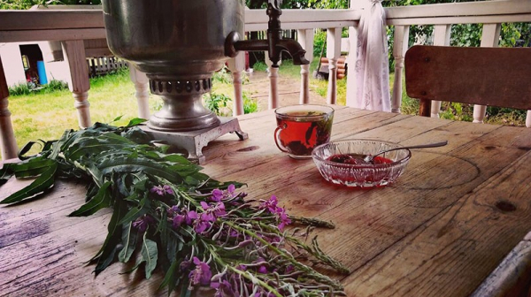 Как вырастить иван-чай –подробная инструкция для садоводов